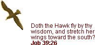 Hawk