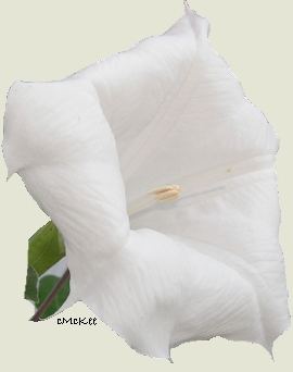 angel Trumpet