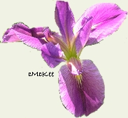 Purple Iris