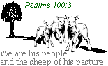 Sheep