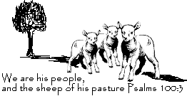 Sheep